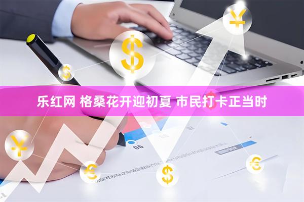 乐红网 格桑花开迎初夏 市民打卡正当时